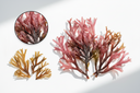 Sea Moss : mon avis honnête et les vrais effets sur la peau et l’énergie