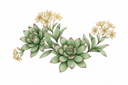 Rhodiola : bienfaits, stress, concentration et meilleurs compléments